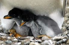 Eselspinguin (65 von 97).jpg